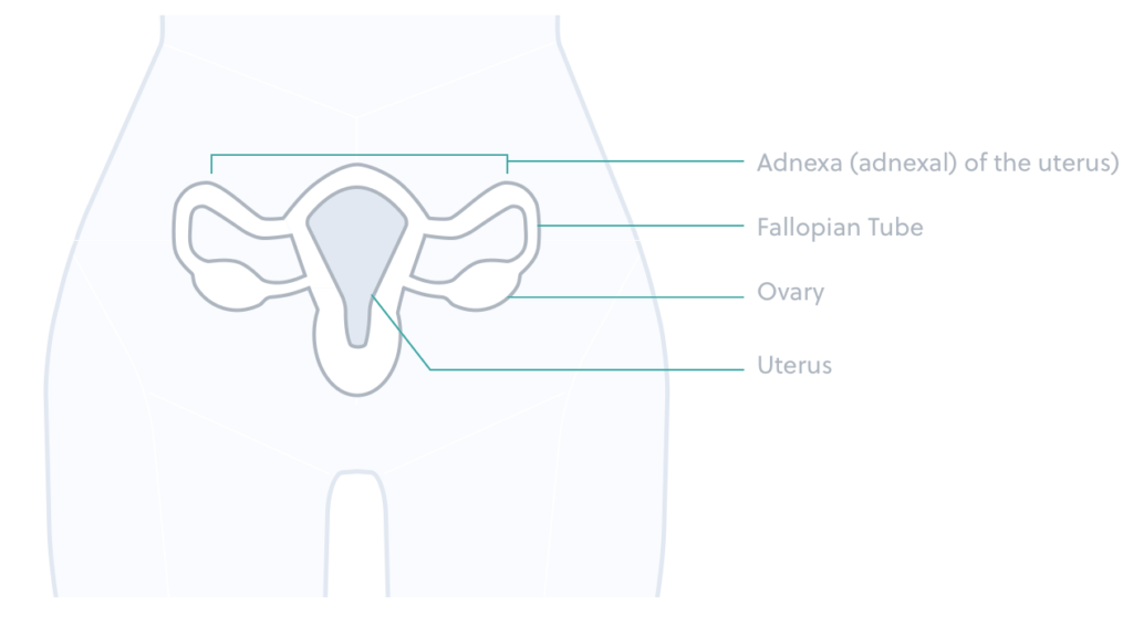 Graphic of a woman's pelvis showing the adnexal of the uterus, fallopian tubes, ovaries and uterus.